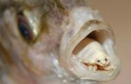 एक भयानक कीड़ा जो मछली की जीभ को खा जाता है और अपनी जीभ बन जाता है
